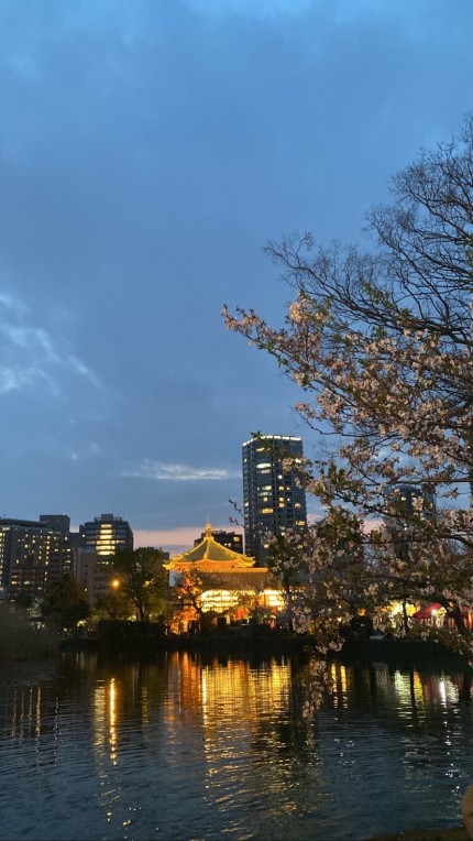 上野　夜桜　ビューティーキックス